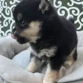 豆柴【和歌山県・女の子・2025年10月8日・黒】の写真8