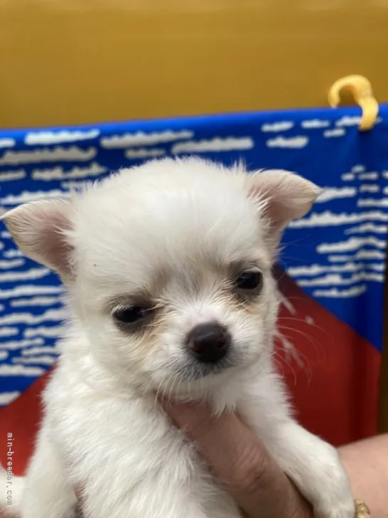M 様のお迎えした子犬