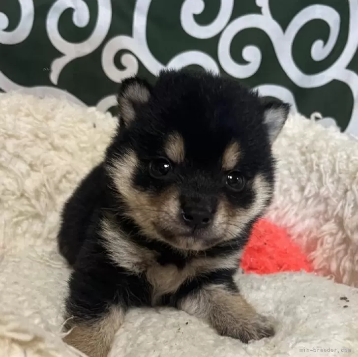 ID:2407-01543の子犬
