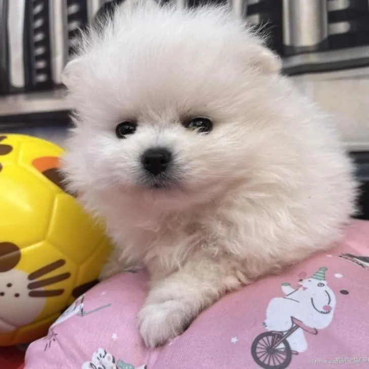 ID：2206-00448の子犬