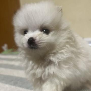 ポメラニアン【和歌山県・男の子・2022年7月6日・クリーム】の写真「甘えん坊。両親小さい」