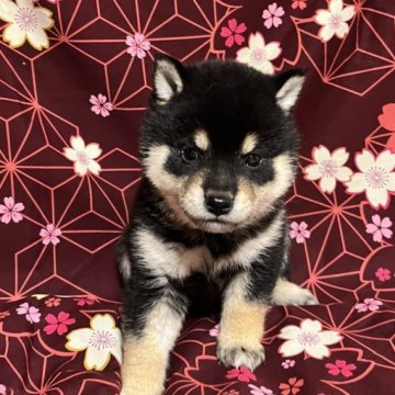 柴犬(豆柴)【和歌山県・男の子・2024年5月26日・黒】の写真「黒くてコロコロな子です」