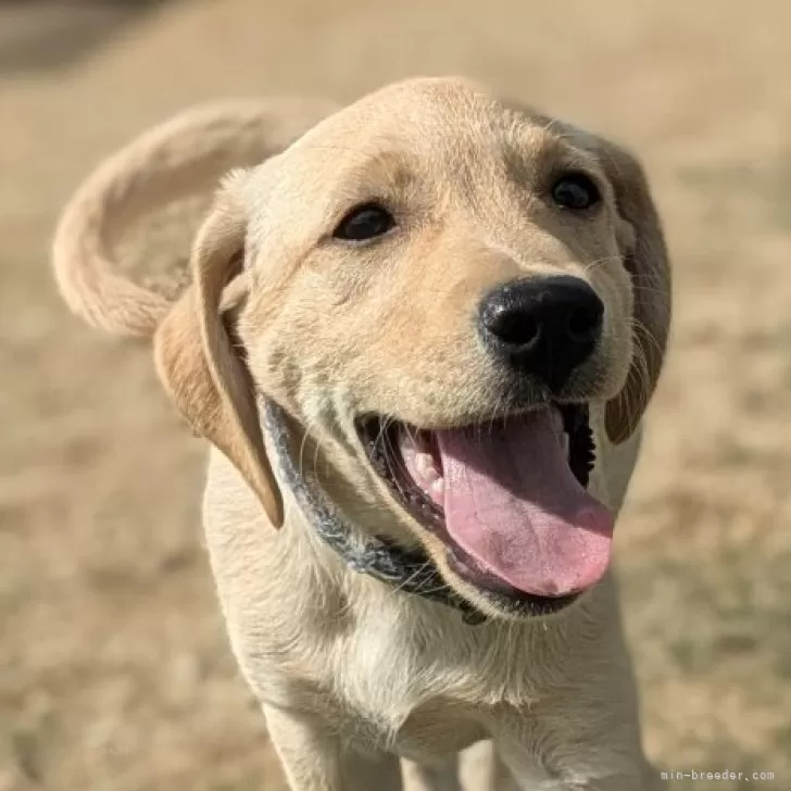 ID：2509-04586の子犬