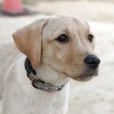 ラブラドールレトリバー