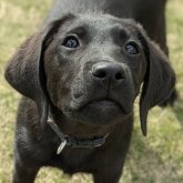 ラブラドールレトリバー