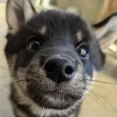 柴犬(標準サイズ)