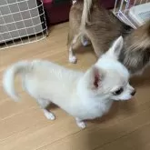チワワ(ロング)【千葉県・男の子・2025年4月11日・クリームオンホワイト】の写真10「横姿🐾」