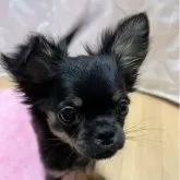 チワワ(ロング)【千葉県・女の子・2025年8月30日・ブラックタンホワイト】の写真10「ドUP🎶」