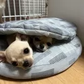 チワワ(スムース)【千葉県・男の子・2025年6月12日・クリームオンスポッテットホワイト】の写真10「ベッドから顔だして🥸」