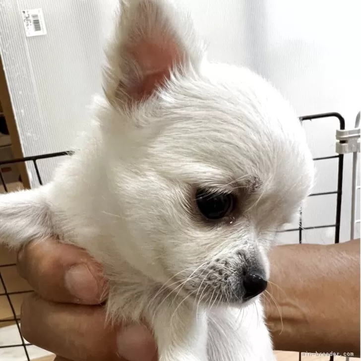 きなこはちわわ 極小チワワ #ロングコートチワワ #ブリーダー直販 #ちわわ大好き