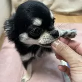 チワワ(ロング)【千葉県・女の子・2025年8月19日・ブラックタンホワイト】の写真11「オヤツ中🍪」