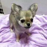 チワワ(ロング)【千葉県・男の子・2025年6月12日・フォーン】の写真11「立った感じでポーズ！可愛い😍」
