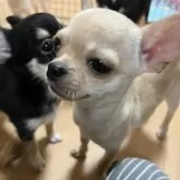 チワワ(スムース)【千葉県・男の子・2025年6月12日・クリームオンスポッテットホワイト】の写真12「👀とろ〜ン。」