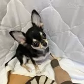 チワワ(ロング)【千葉県・女の子・2025年8月1日・ブラックタンホワイト】の写真12「見上げた感じ🐶」