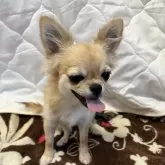 チワワ(ロング)【千葉県・男の子・2025年6月12日・フォーン】の写真12「遊び疲れてます😓」