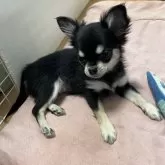 チワワ(ロング)【千葉県・女の子・2025年8月19日・ブラックタンホワイト】の写真12「🐾上から📷🐾」