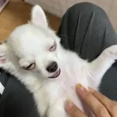 チワワ(ロング)【千葉県・男の子・2025年4月11日・クリームオンホワイト】の写真12「ナデナデ🖐️」