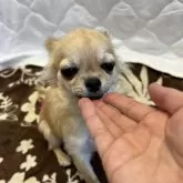 チワワ(ロング)【千葉県・男の子・2025年6月12日・フォーン】の写真13「お手て遊び🖐️」