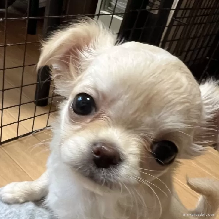 ID：2412-05089の子犬