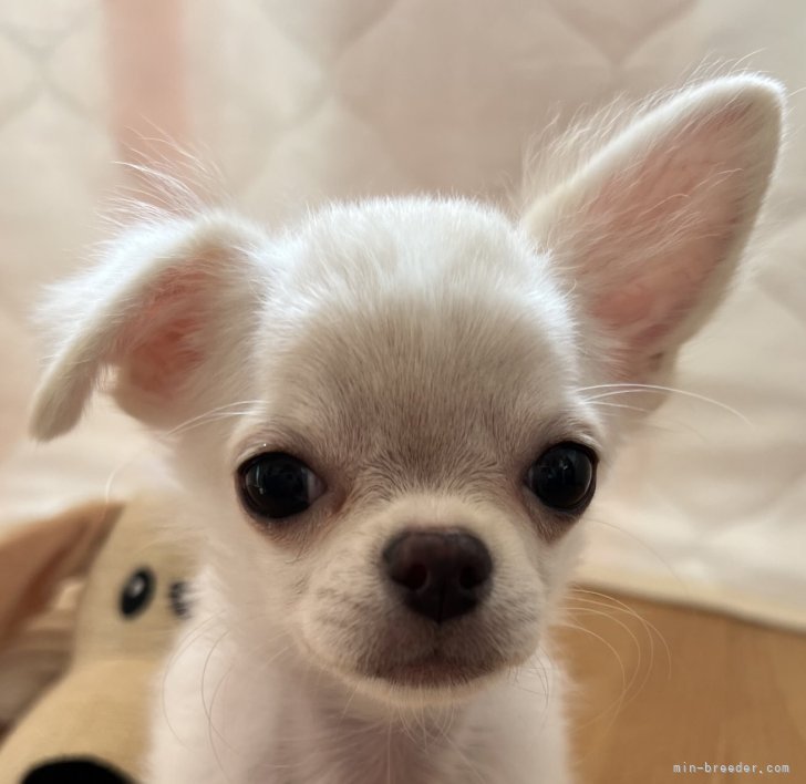 ブリーダー画像