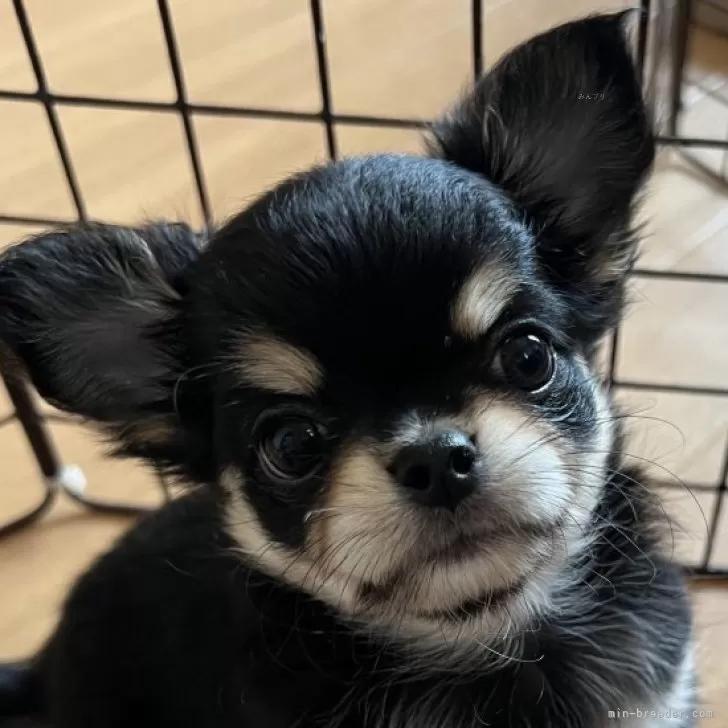 ID：2509-07918の子犬