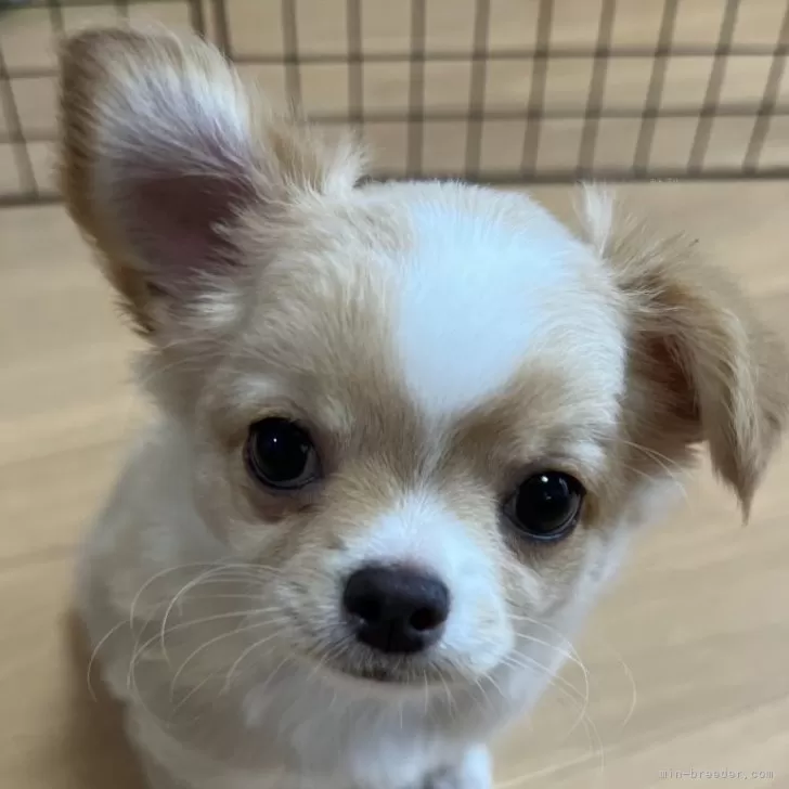 ハナさん 様のお迎えした子犬