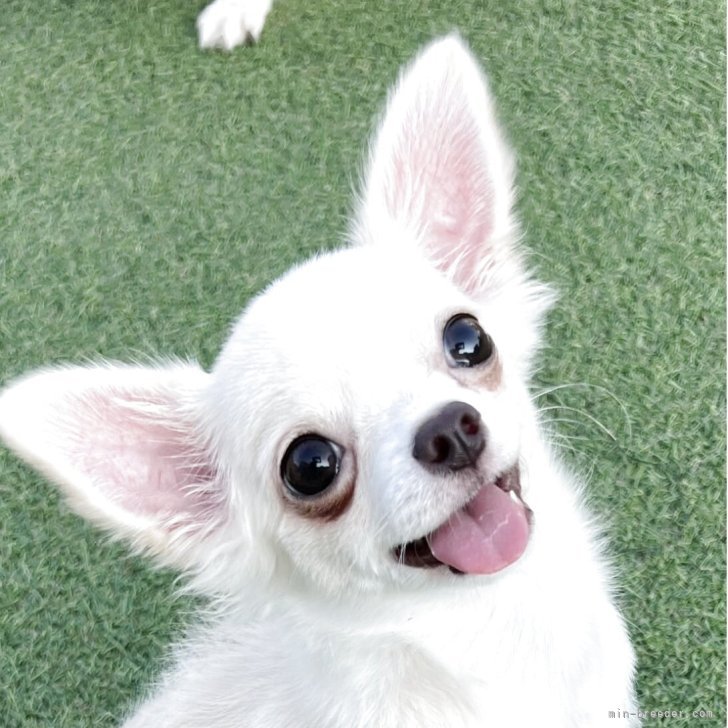 チワワママ ONEKOSAMA OINUSAMA 犬 猫 お着換えカバー ペットカート 3WAY