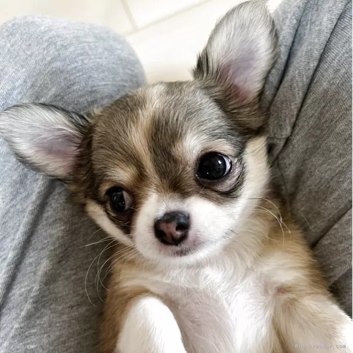 ID:2505-00596の子犬