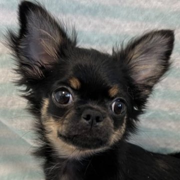 チワワ(ロング)【千葉県・女の子・2025年8月30日・ブラックタンホワイト】の写真「父親曽祖父AM CH血統母親JKC CH直子」