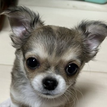 チワワ(ロング)【千葉県・男の子・2025年6月12日・レッドオンホワイト】の写真「父親JKCCH母親JKCCH直子の優良血統の子」