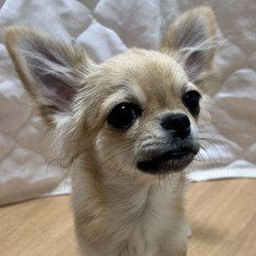 チワワ(ロング)【千葉県・男の子・2025年6月12日・フォーン】の写真「父親JKCCH母親JKCCH直子の優良血統」