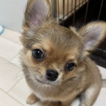 チワワ(ロング)【千葉県・女の子・2025年4月27日・レッド】の写真「父親JKCチャンピオン母親チャンピオン直子の優良」