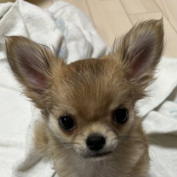 チワワ(ロング)【千葉県・男の子・2024年10月20日・レッド】の写真「父親JKC CH母親JKC CHでAM CH直子の」