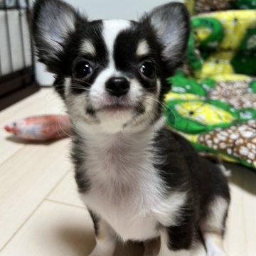 チワワ(ロング)【千葉県・男の子・2025年8月1日・ブラックタンホワイト】の写真「父親JKC CH母親JKC CH直子の優良血統」