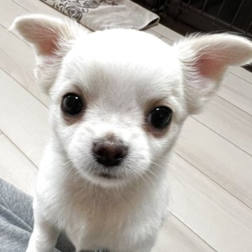 チワワ(ロング)【千葉県・男の子・2025年4月11日・ホワイトオンクリーム】の写真「父親チャンピオン母親チャンピオン直子の優良血統の子」