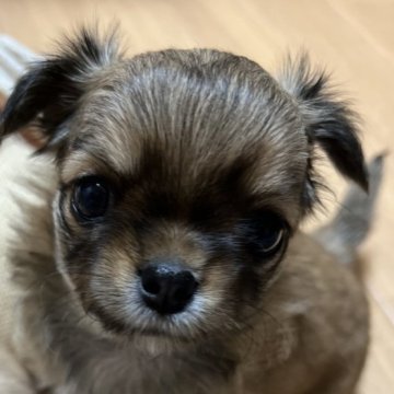 チワワ(ロング)【千葉県・女の子・2025年4月27日・レッド】の写真「父親JKCチャンピオン母親チャンピオン直子の優良」