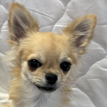 チワワ(ロング)【千葉県・男の子・2025年6月12日・フォーン】の写真「父親JKCCH母親JKCCH直子の優良血統」