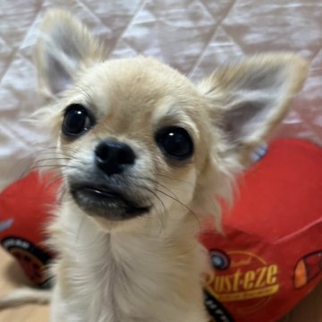 チワワ(ロング)【千葉県・男の子・2025年6月12日・フォーン】の写真「父親JKCCH母親JKCCH直子の優良血統」