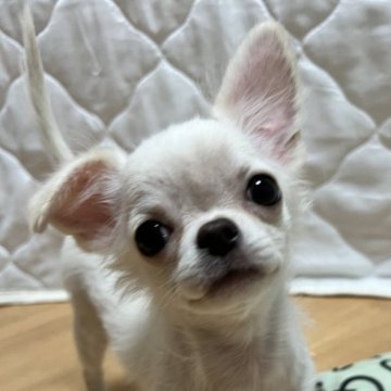 チワワ(ロング)【千葉県・男の子・2025年8月1日・クリームオンスポッテッドホワイト】の写真「父親JKCCH母親JKCCH直子の優良血統」