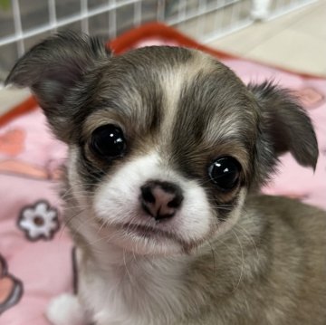チワワ(ロング)【千葉県・女の子・2025年4月11日・レッド】の写真「父親チャンピオン母親チャンピオン直子の優良血統の子」