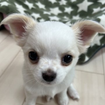 チワワ(ロング)【千葉県・男の子・2025年4月11日・ホワイトオンクリーム】の写真「父親チャンピオン母親チャンピオン直子の優良血統の子」