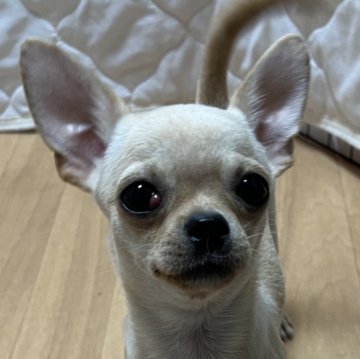 チワワ(スムース)【千葉県・男の子・2025年6月12日・クリームオンスポッテットホワイト】の写真「父親JKCチャンピオン母親JKCチャンピオン直子」