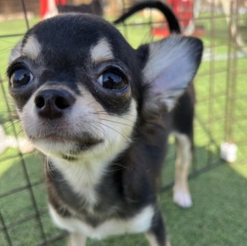 チワワ(ロング)【千葉県・女の子・2025年8月1日・ブラックタンホワイト】の写真「父親JKCCH母親JKCCH直子の優良血統」