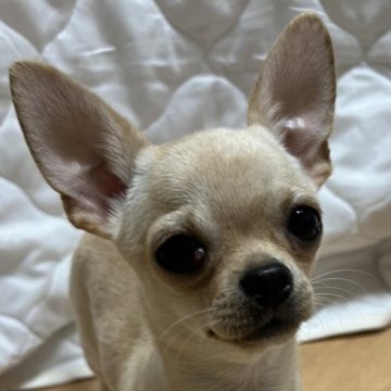 チワワ(スムース)【千葉県・男の子・2025年6月12日・クリームオンスポッテットホワイト】の写真「父親JKCチャンピオン母親JKCチャンピオン直子」