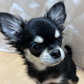 チワワ(ロング)【千葉県・女の子・2025年8月19日・ブラックタンホワイト】の写真「父親JKC CH母親JKC CH直子の優良血統」