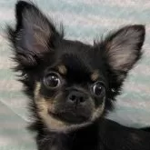 チワワ(ロング)