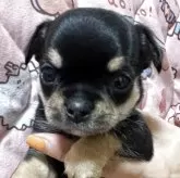 チワワ(スムース)