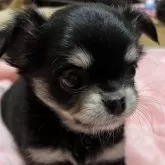 チワワ(ロング)