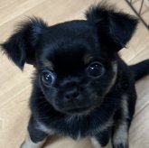 チワワ(ロング)