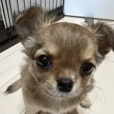 チワワ(ロング)